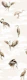 Crane Bird-boys in sepia brown