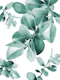 Ficus Leaves Dream