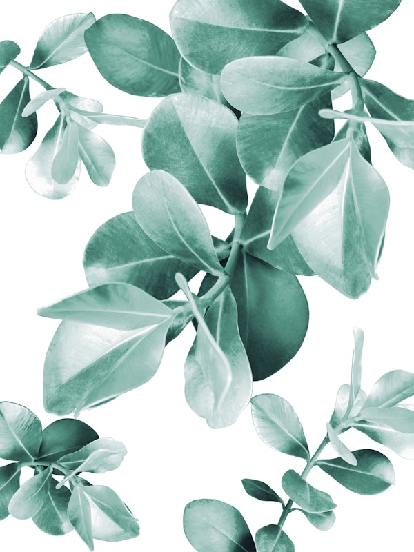 Ficus Leaves Dream