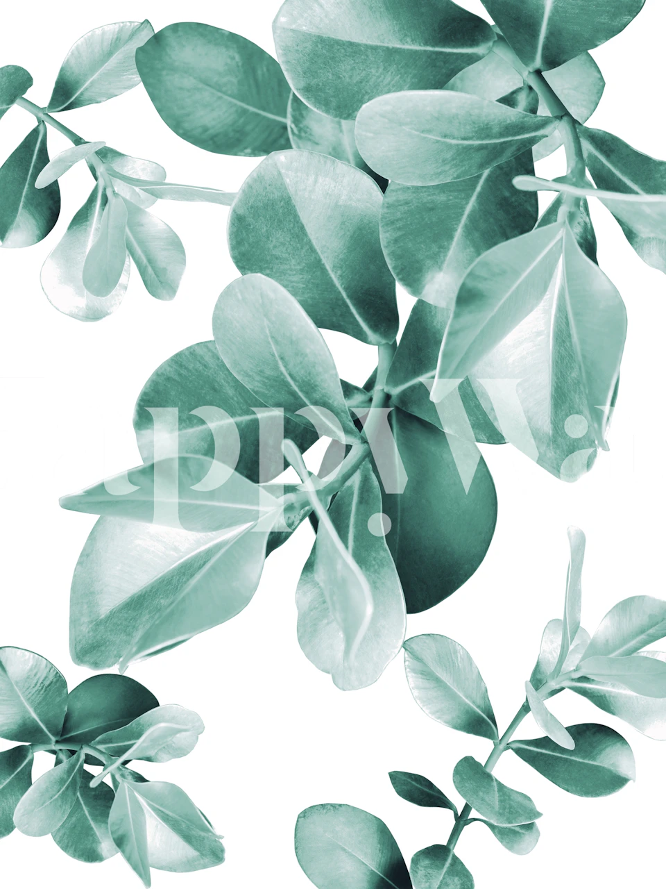 Ficus Leaves Dream wallpaper in a room