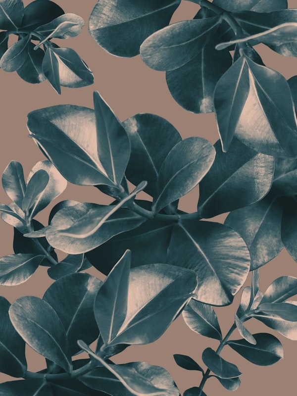 Ficus Leaves Fall Dream 1