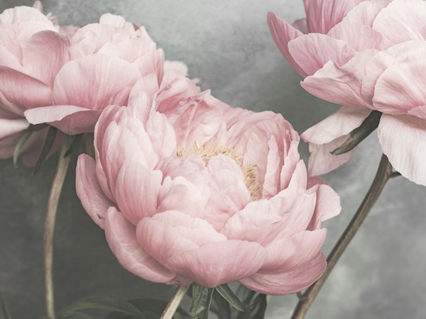 Blush Peonies