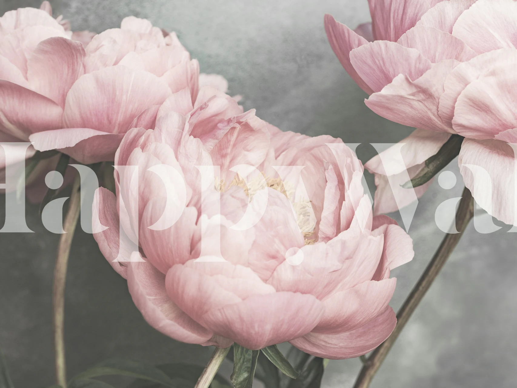 Pink peony flowers on gray backdrop wallpaper