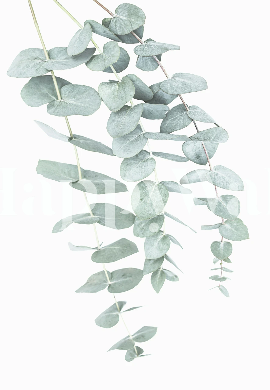 Papier peint feuilles d'eucalyptus sur fond clair