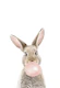 Bubble Gum Bunny