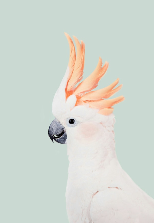 Cockatoo on Mint