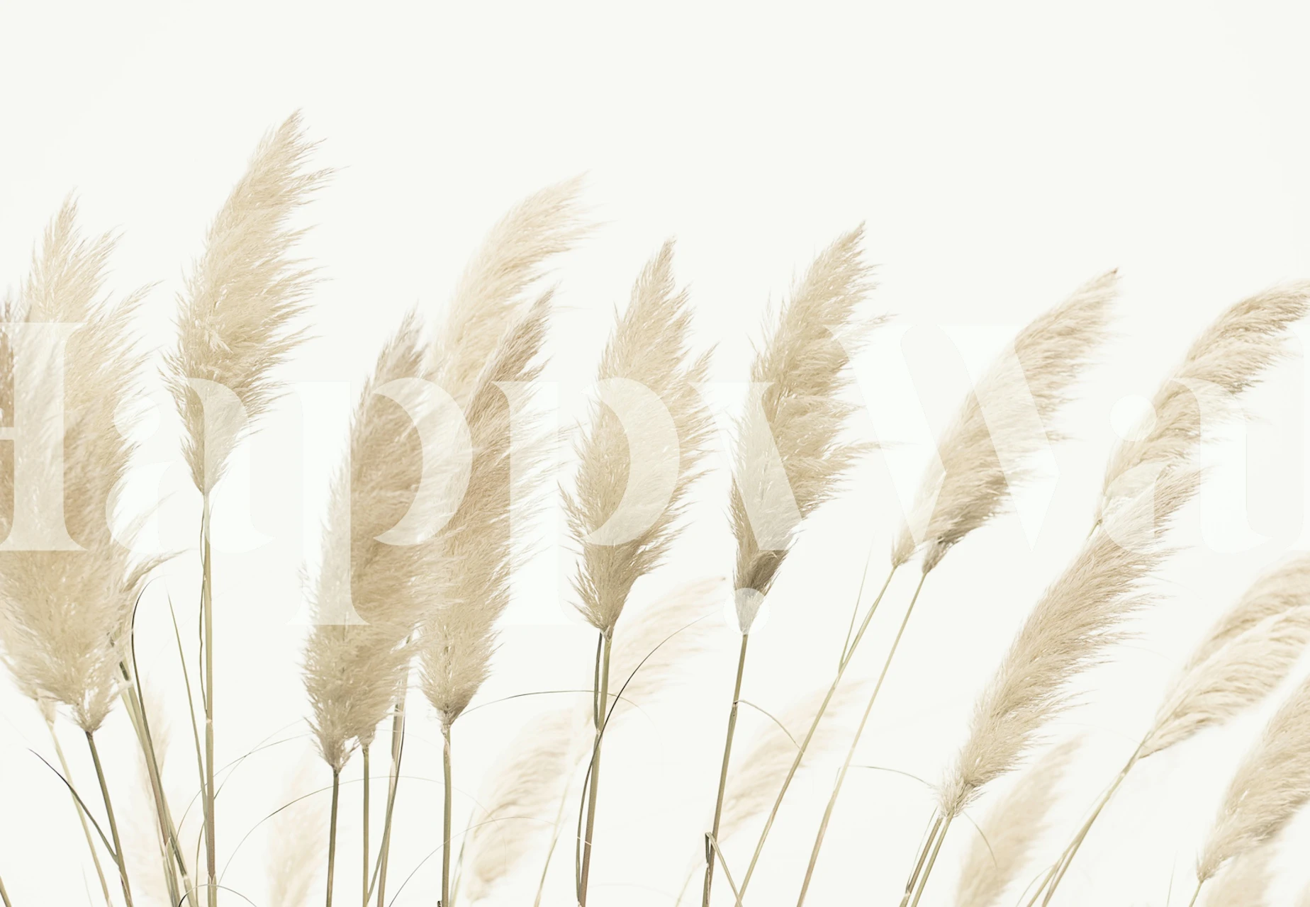 Pampas grass in soft beige tones on neutral wallpaper