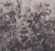 Mystic Japandi Meadow