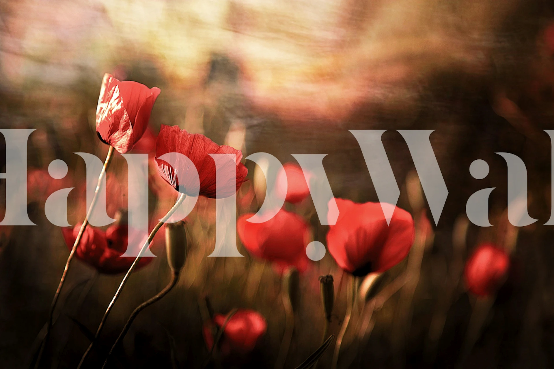 rote Mohnblumen auf braunem Hintergrund Tapete