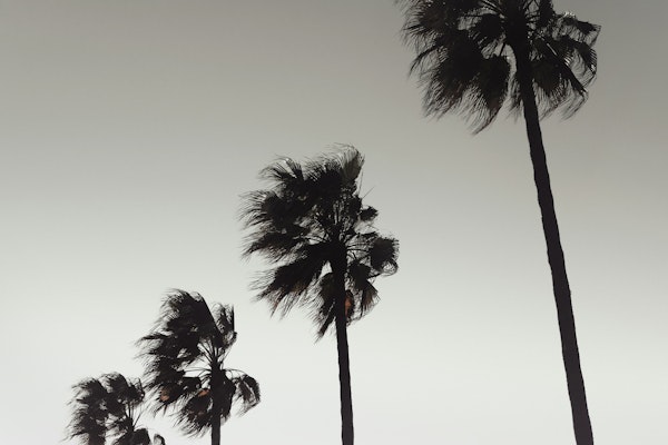 Palm_004
