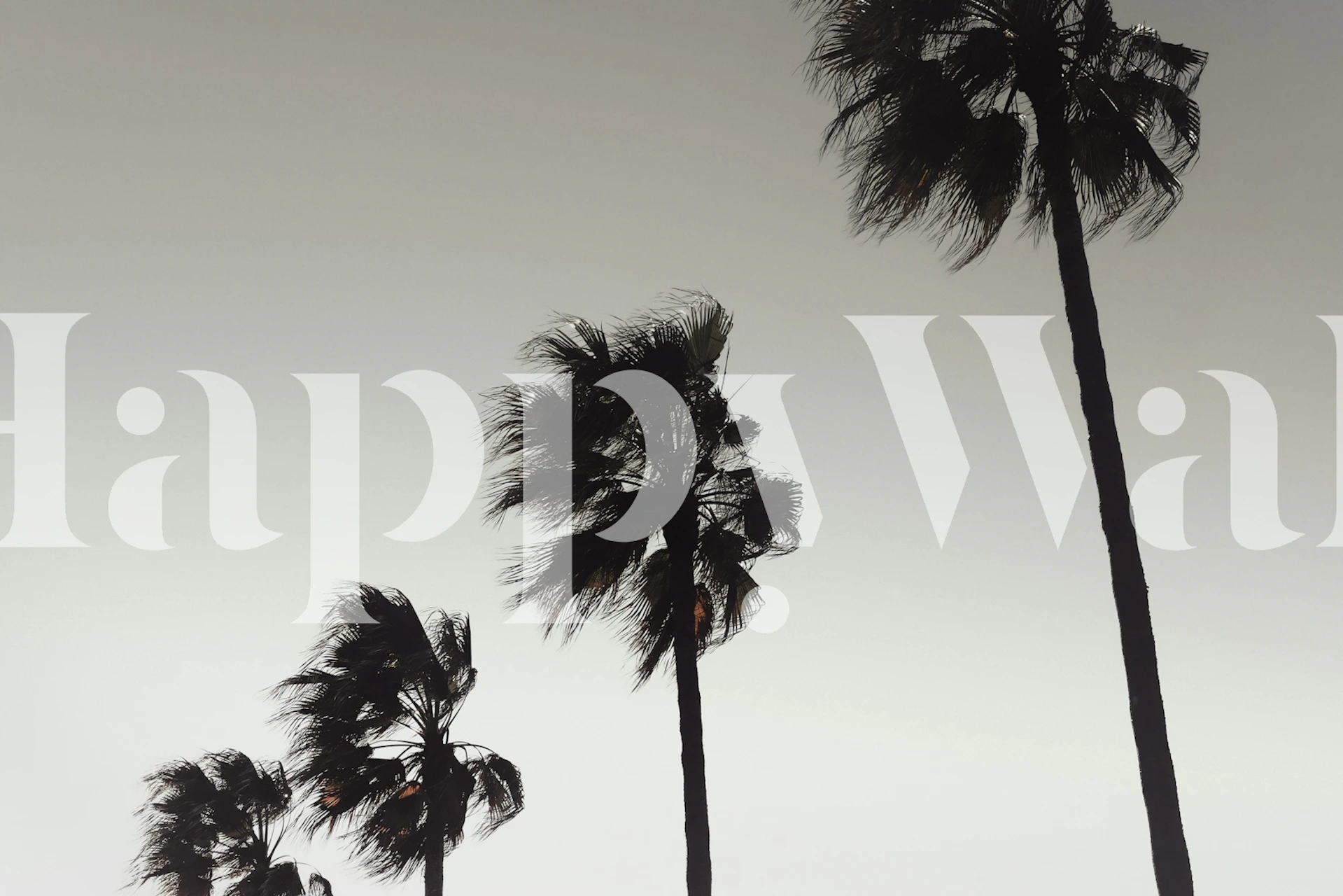 Silhouette of palm trees against a gradient sky wallpaper