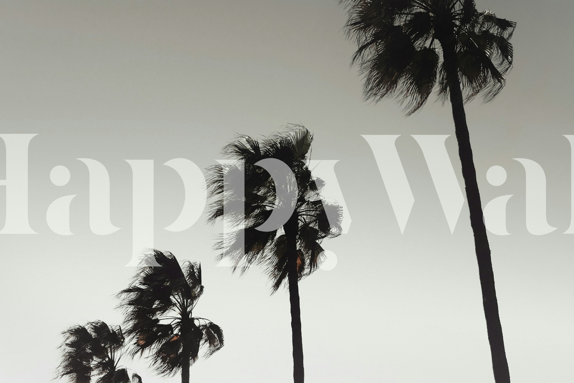 Silhouette of palm trees against a gradient sky wallpaper