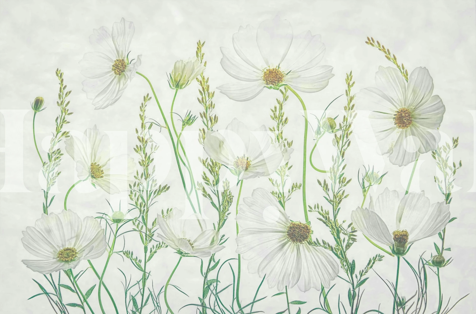 Carta da parati Cosmos Garden con delicati fiori bianchi dell'universo su uno sfondo strutturato