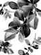 Ficus Leaves Dream 2