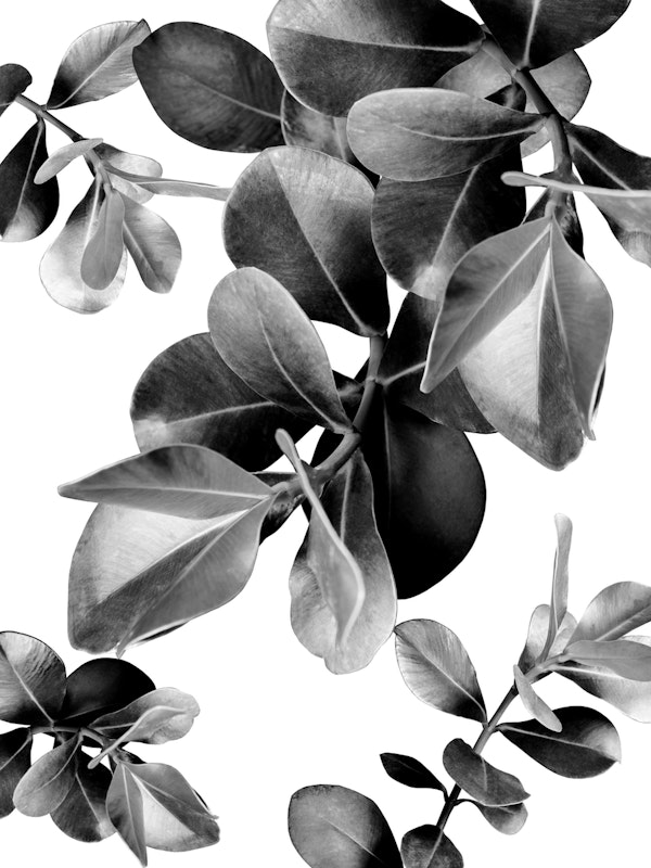 Ficus Leaves Dream 2