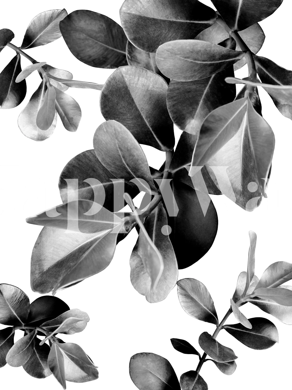 Carta da parati monocromatica di foglie di ficus dal design sereno e naturale di happywall.com
