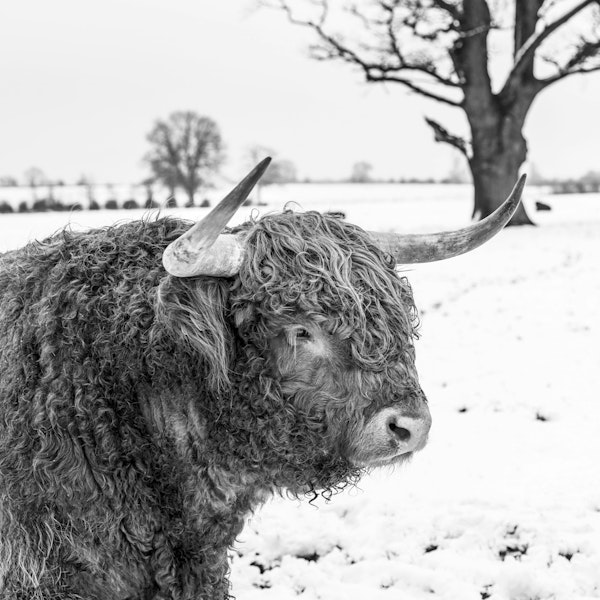 Iconic Highland Cow