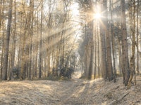 Sun Rays Painting the Forest tapete