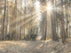 Sun Rays Painting the Forest