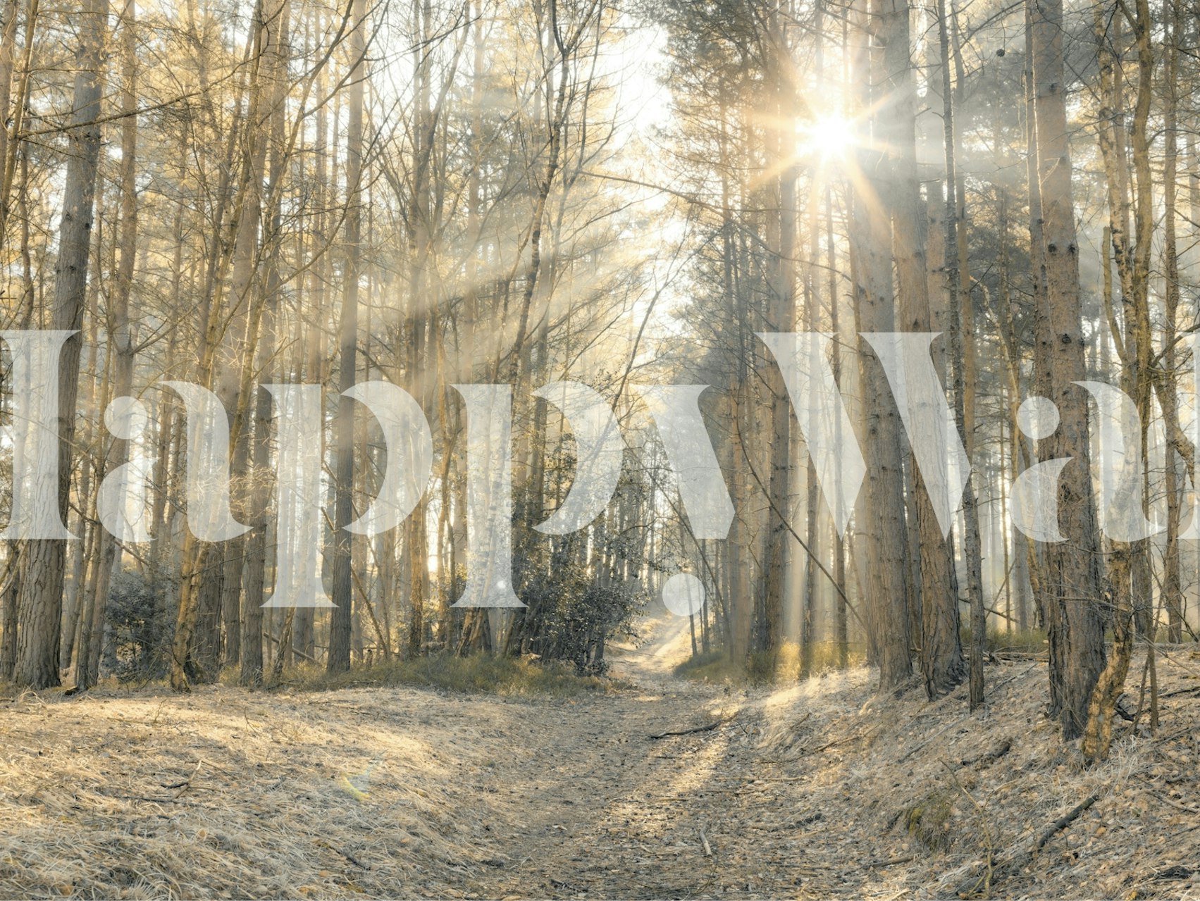 Skvrnité sluneční světlo pronikající přes poklidnou lesní scénu na nástěnné malbě s názvem Sun Rays Painting the Forest.