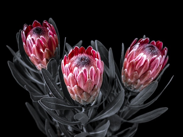 Protea Flora