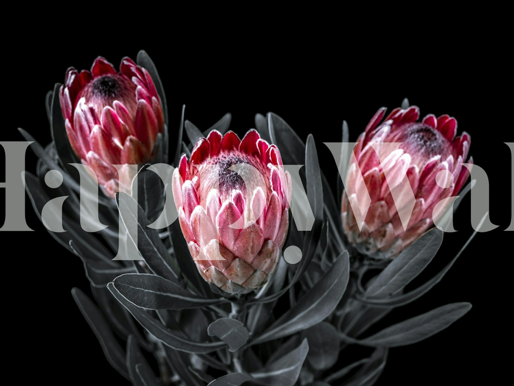 Pink protea flowers with green leaves on dark wallpaper