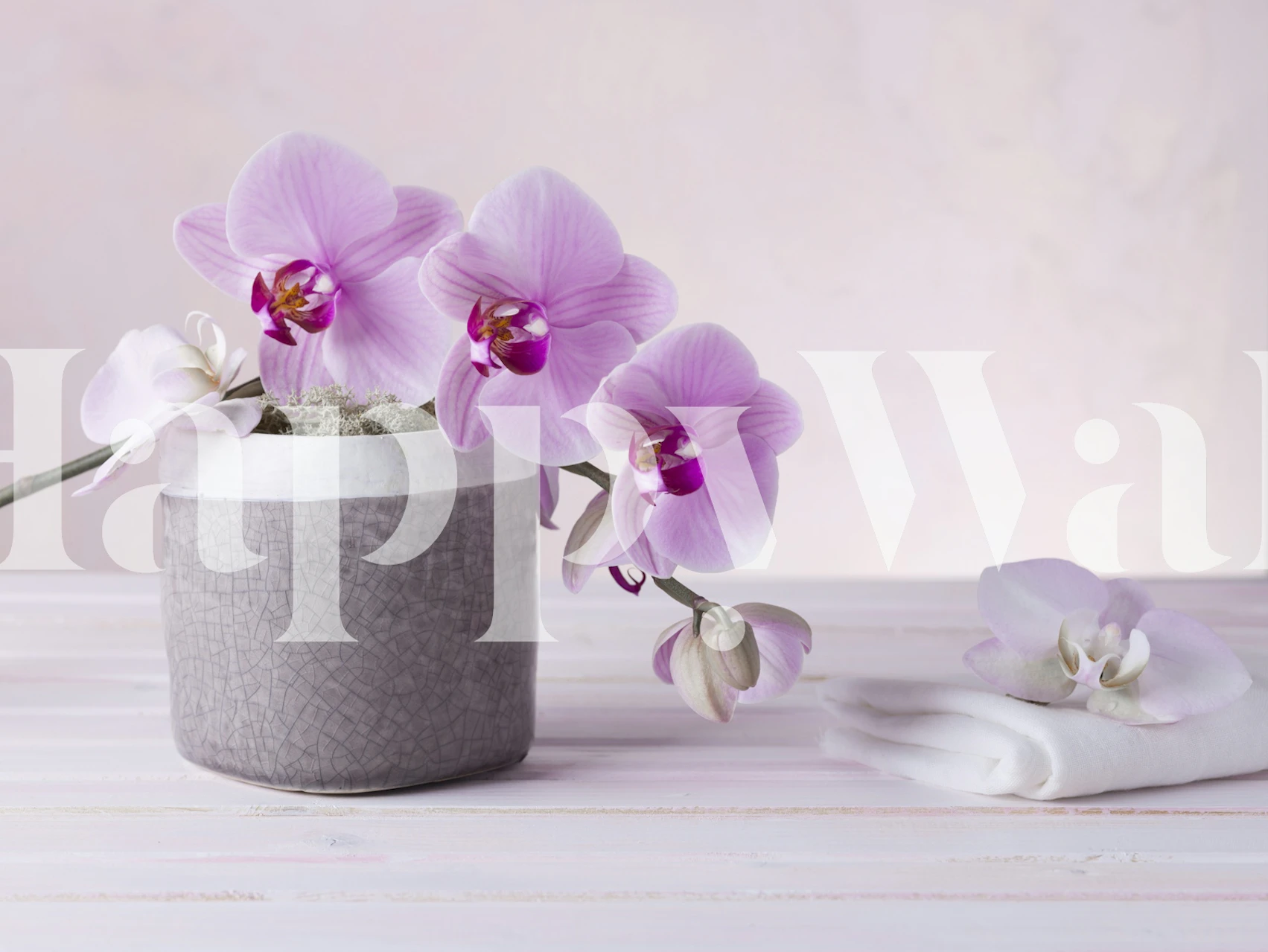 Pink orchid flowers in a pot with gray planter wallpaper