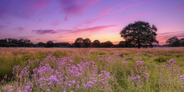 Meadow Basks in Sunset