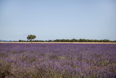 Τοιχογραφία
