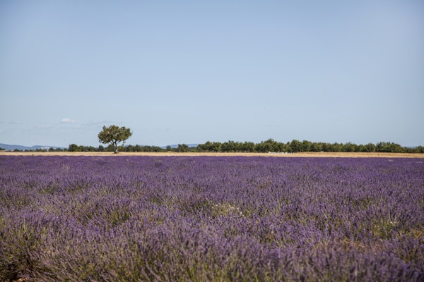Provence Lavender Field