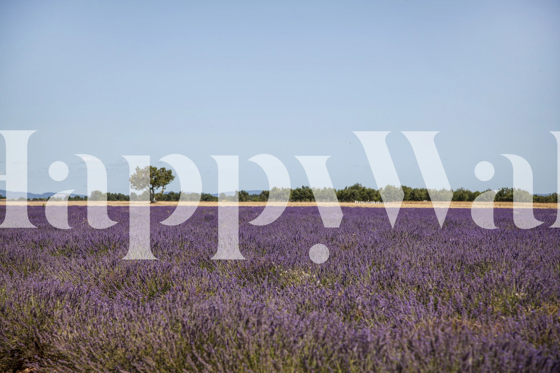Carta da parati Provence Lavender Field in una stanza