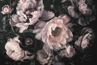 Dark Moody Floral Baroque Blush Black papiers peint