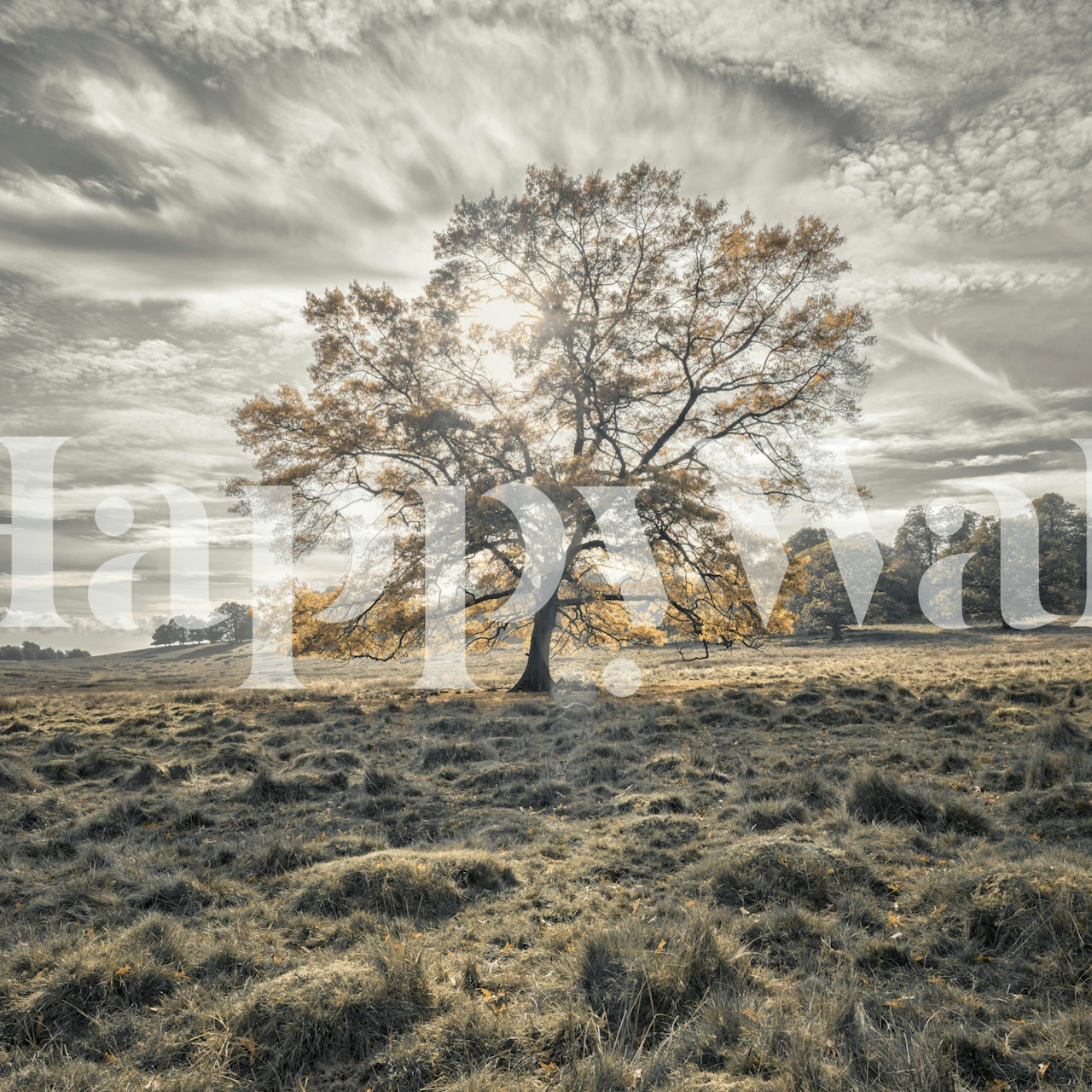 Photo murale d'un arbre solitaire dans un champ ouvert aux couleurs douces