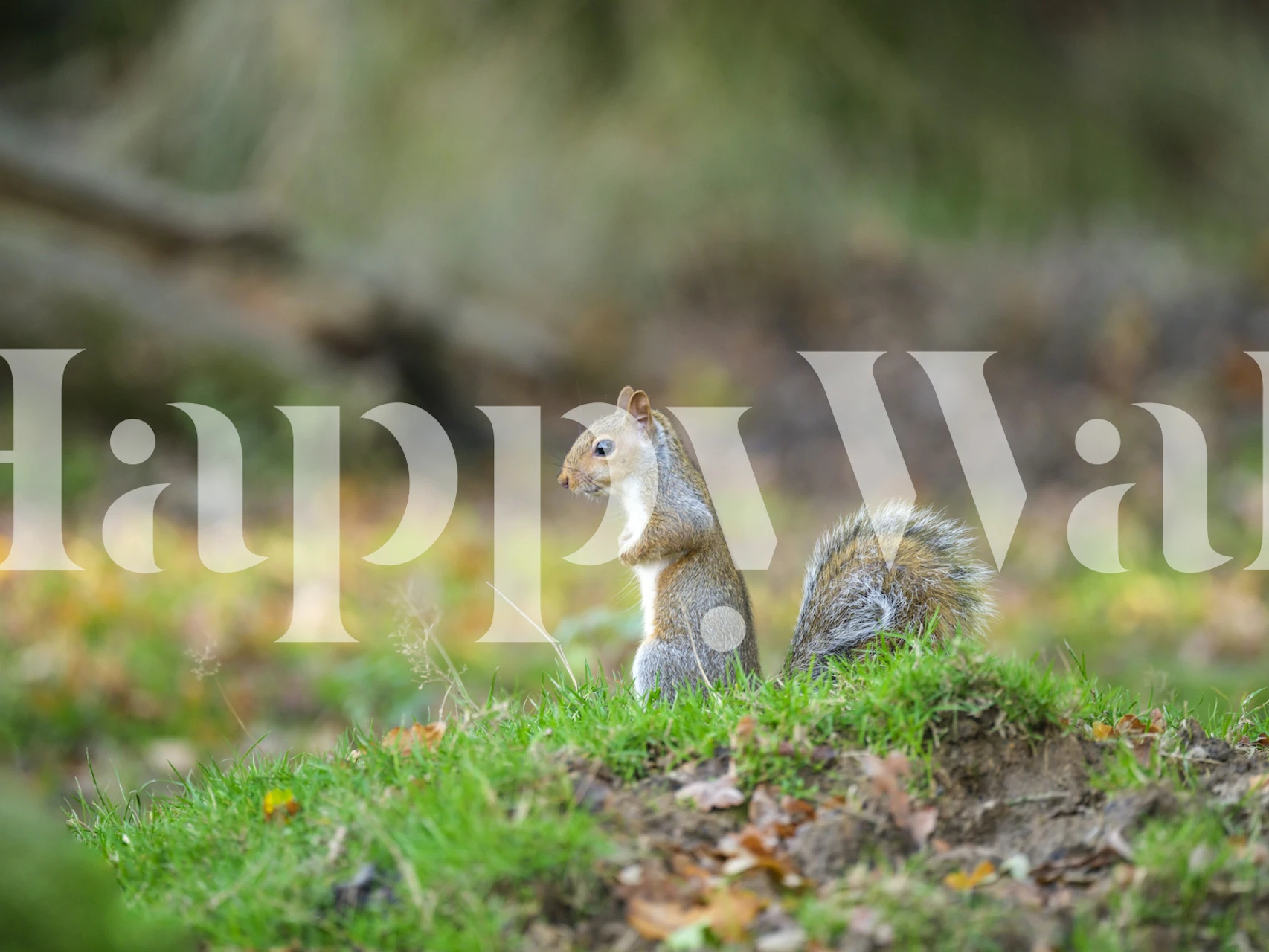 Adorable squirrel standing on green grass in nature wallpaper