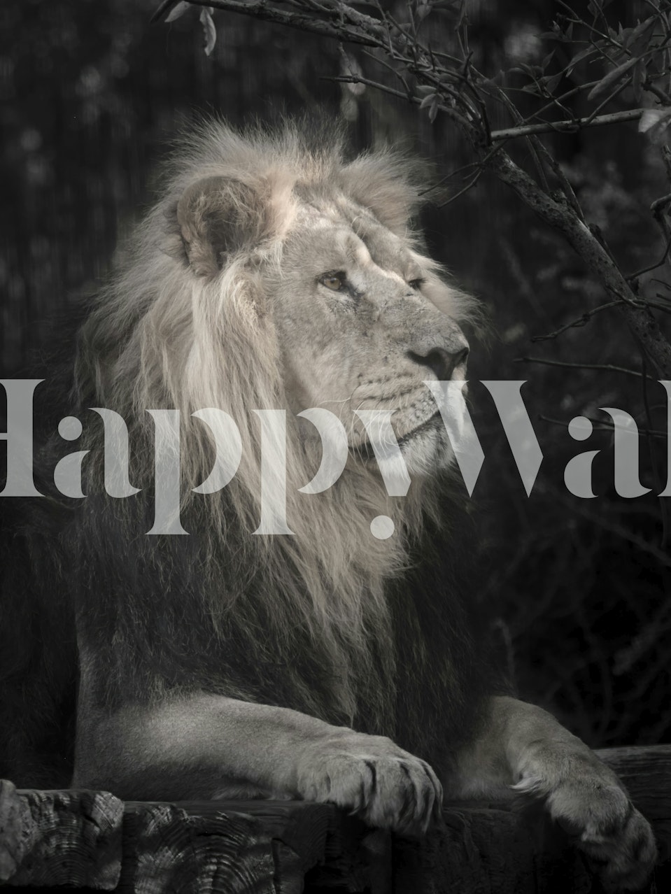 Black and white lion profile wall mural wallpaper