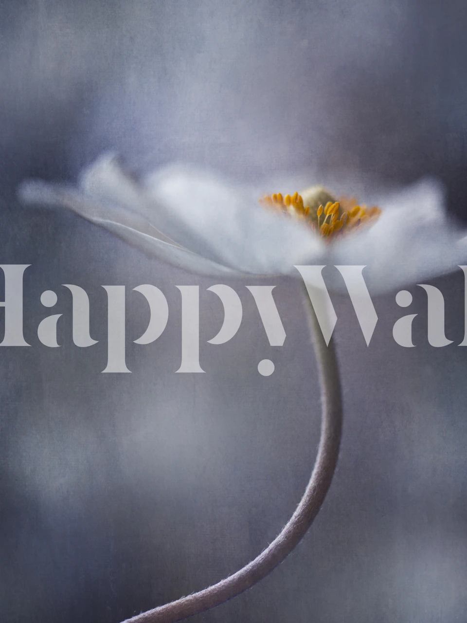 A single white flower with a delicate yellow center on a soft blurred background wallpaper