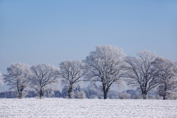 Winterly Landscape With Trees