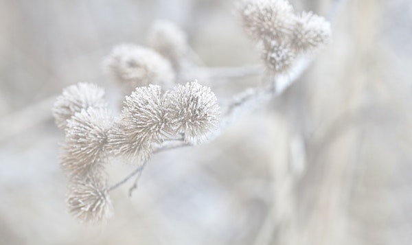 Winter Thistle With Hoarfrost