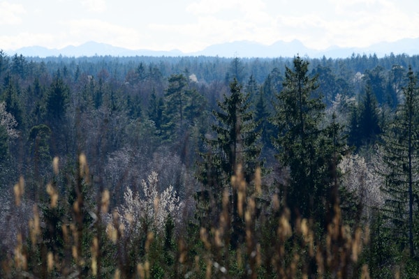 Forest Mountain View 1