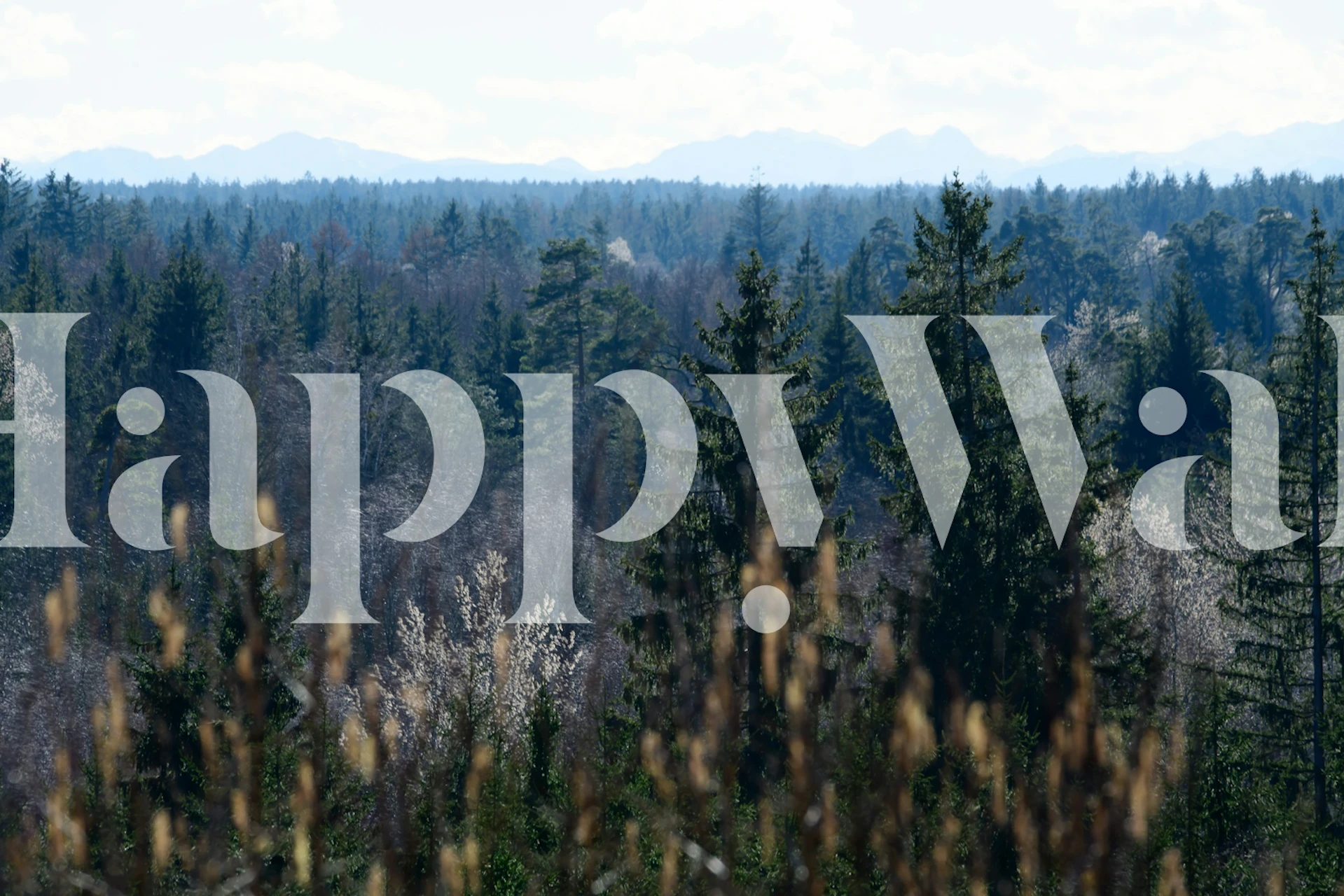 Lush forest scenery with green trees and distant mountains wallpaper