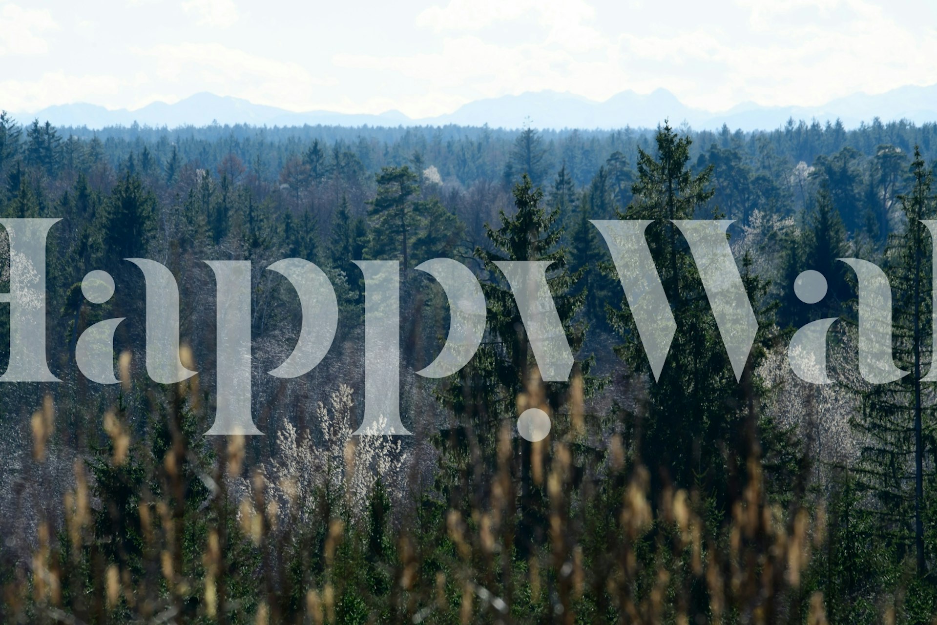 Lush forest scenery with green trees and distant mountains wallpaper