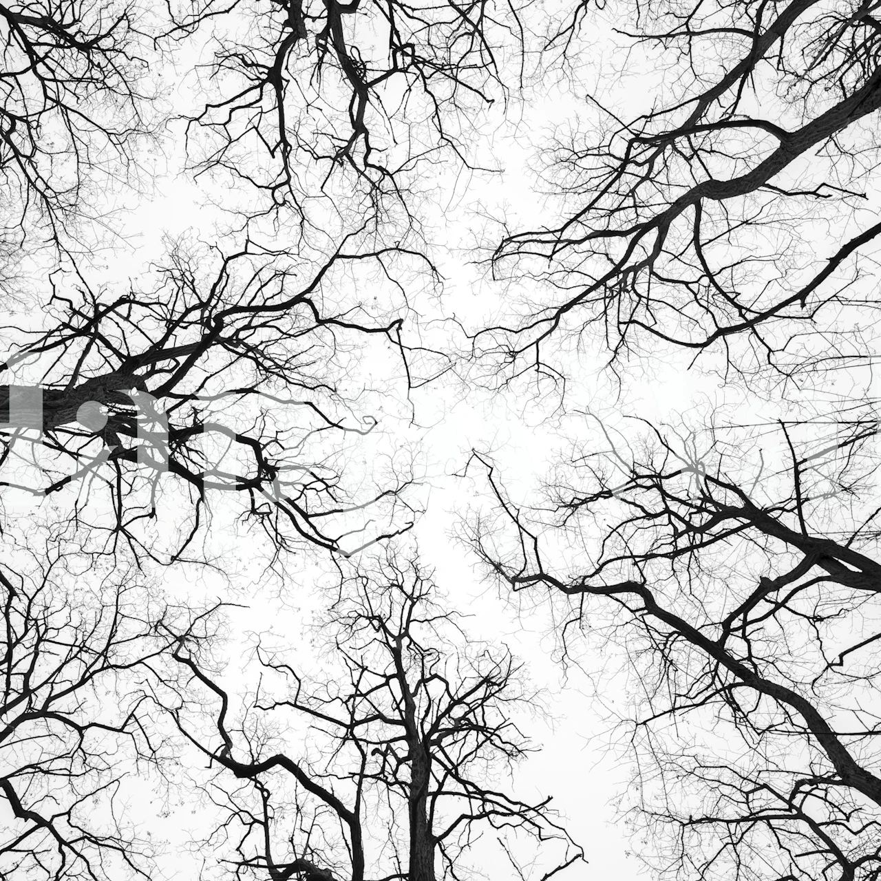 Papier peint mural Vue aérienne en noir et blanc de branches d'arbres