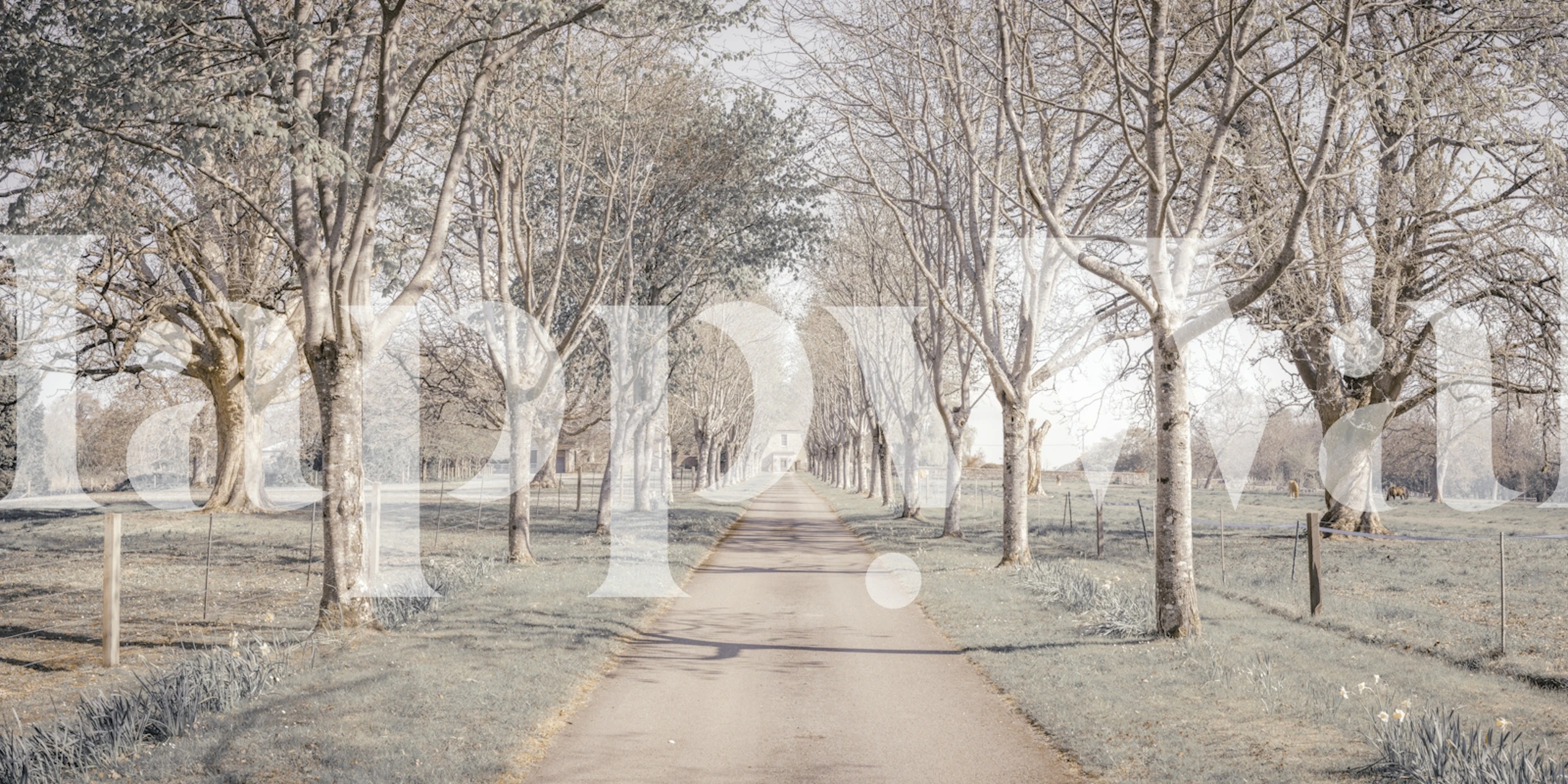 Papier peint Nature's Corridor affiché dans une pièce