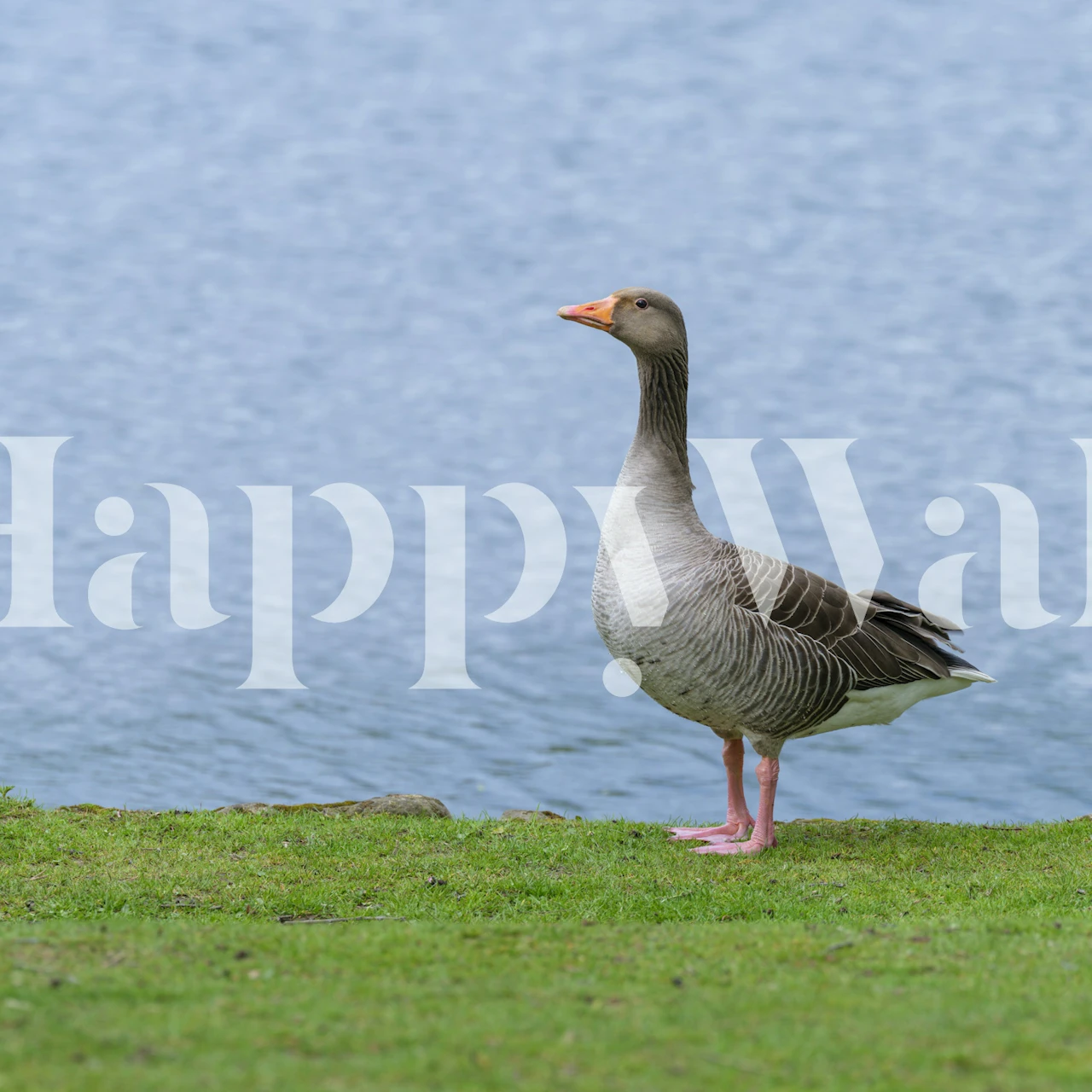 Papier peint Graceful Goose dans un cadre de pièce
