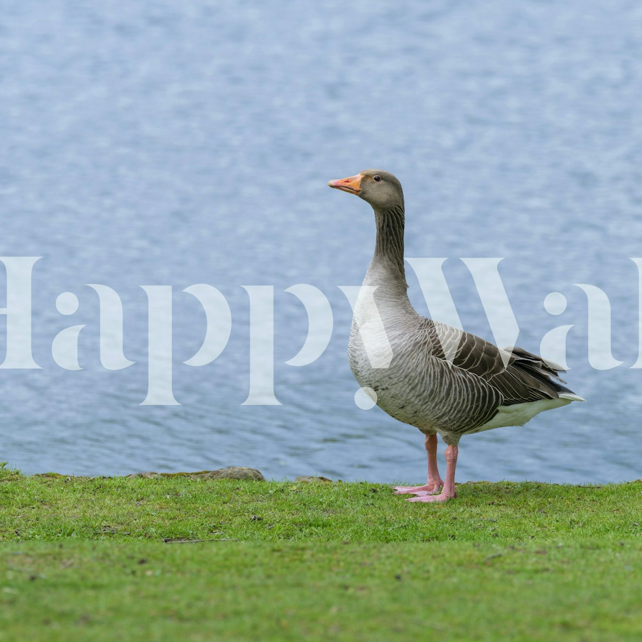 Goose by the water, green grass, nature wallpaper