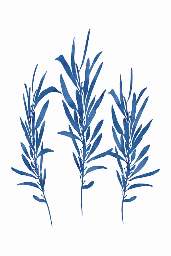 Eucalyptus Branches Blue