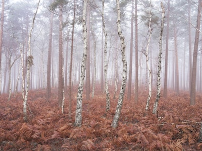 Muurschildering