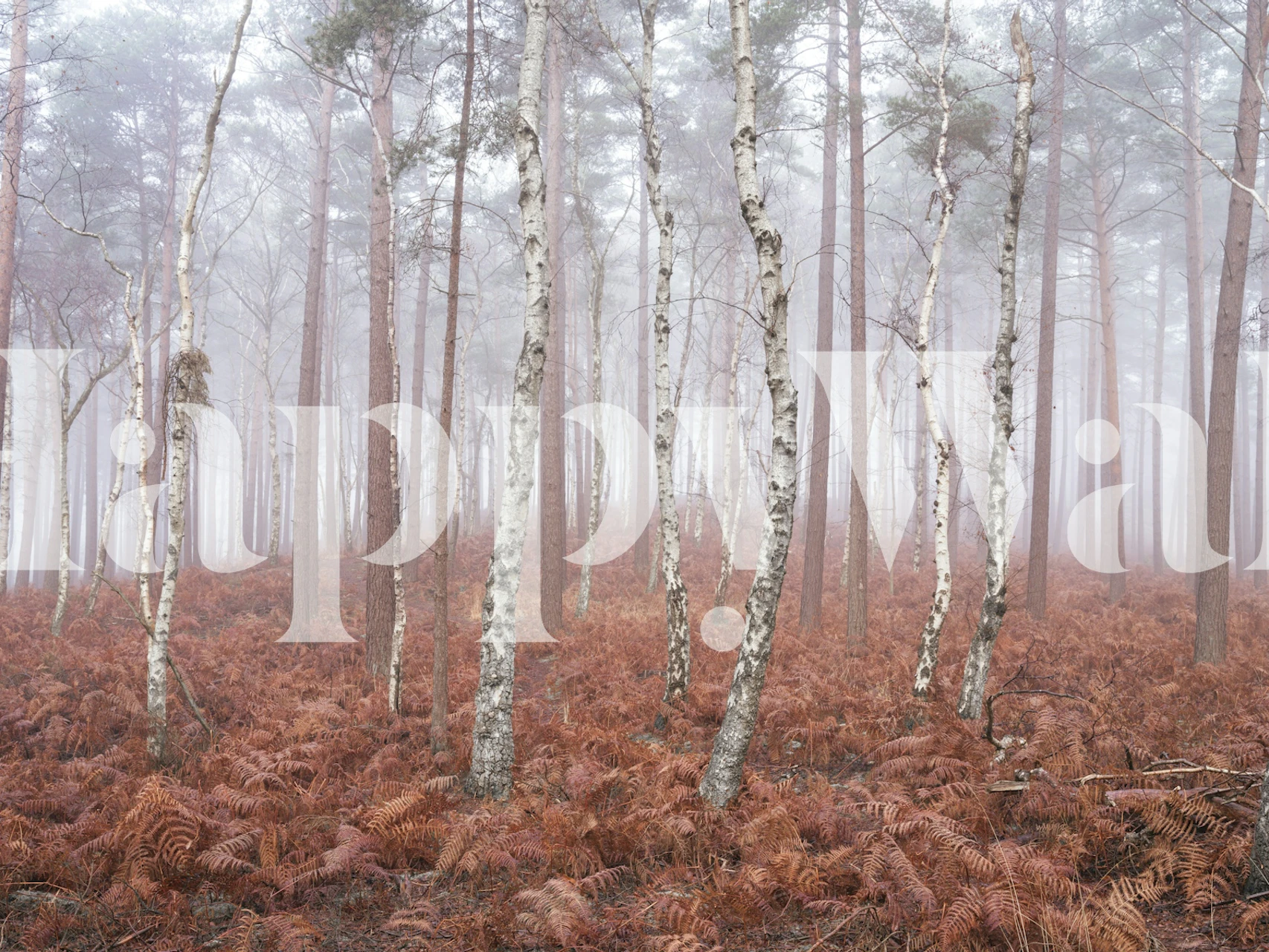 Papier peint mural forêt de bouleaux Veiled Serenity avec brouillard et fougères ambrées