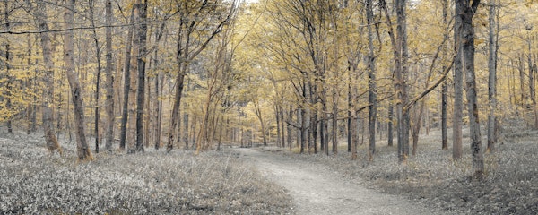 Golden Forest Path