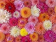 Floral Flourish
